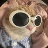 purrpect_pieces